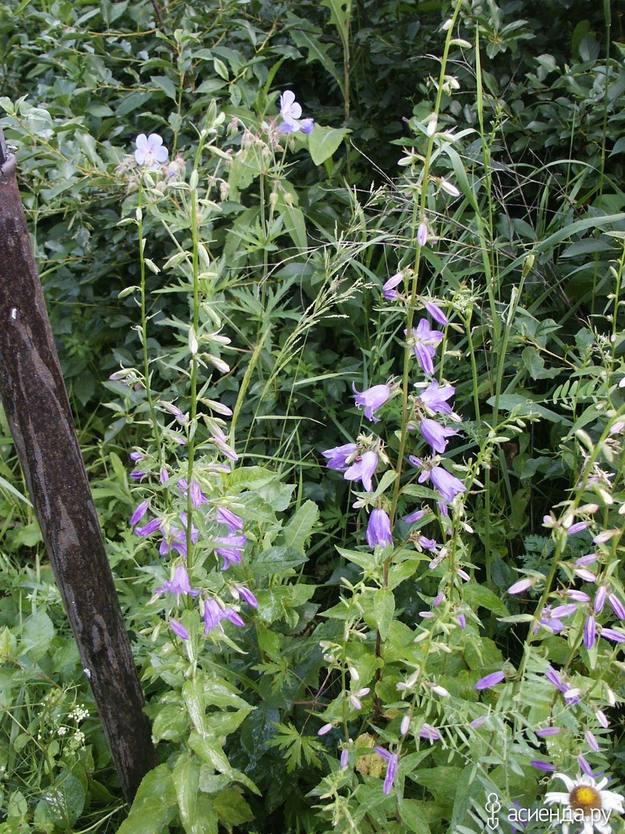 Колокольчик широколистный Карпатский