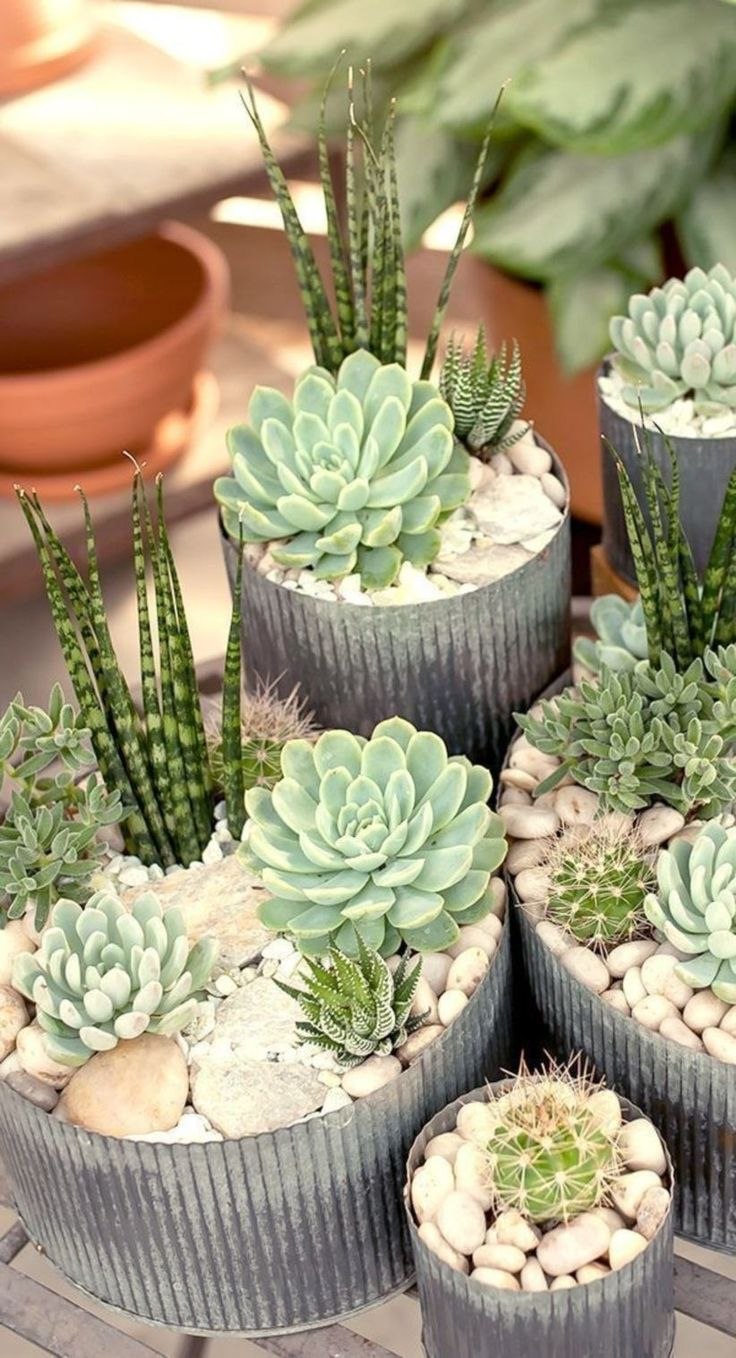 Синокрассула юннаньская (Sinocrassula yunnanensis)