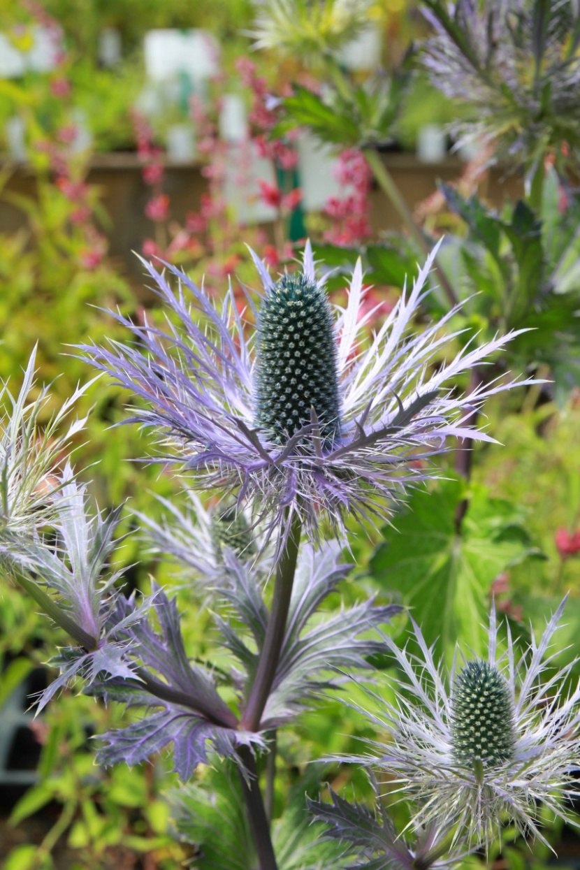 Синеголовник Eryngium alpinum