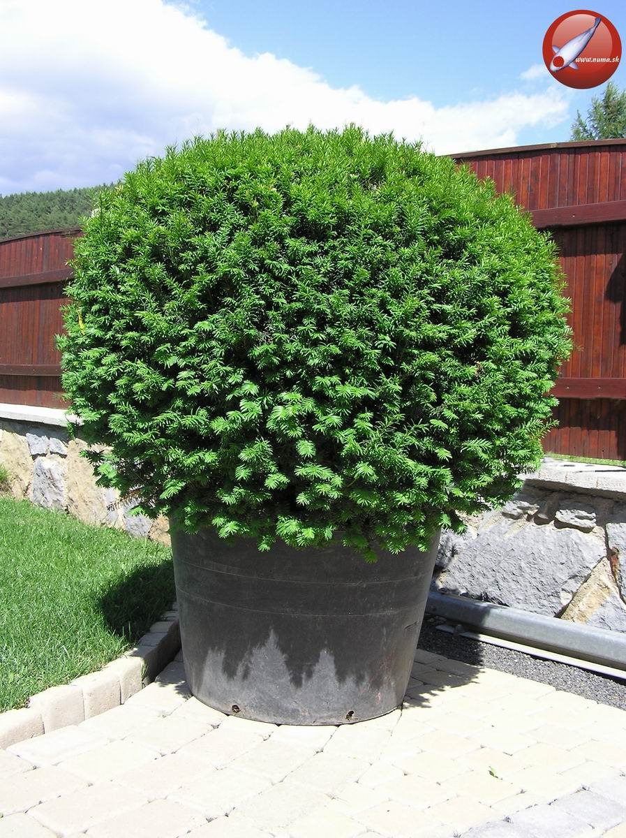 Тисс ягодный шаровидный