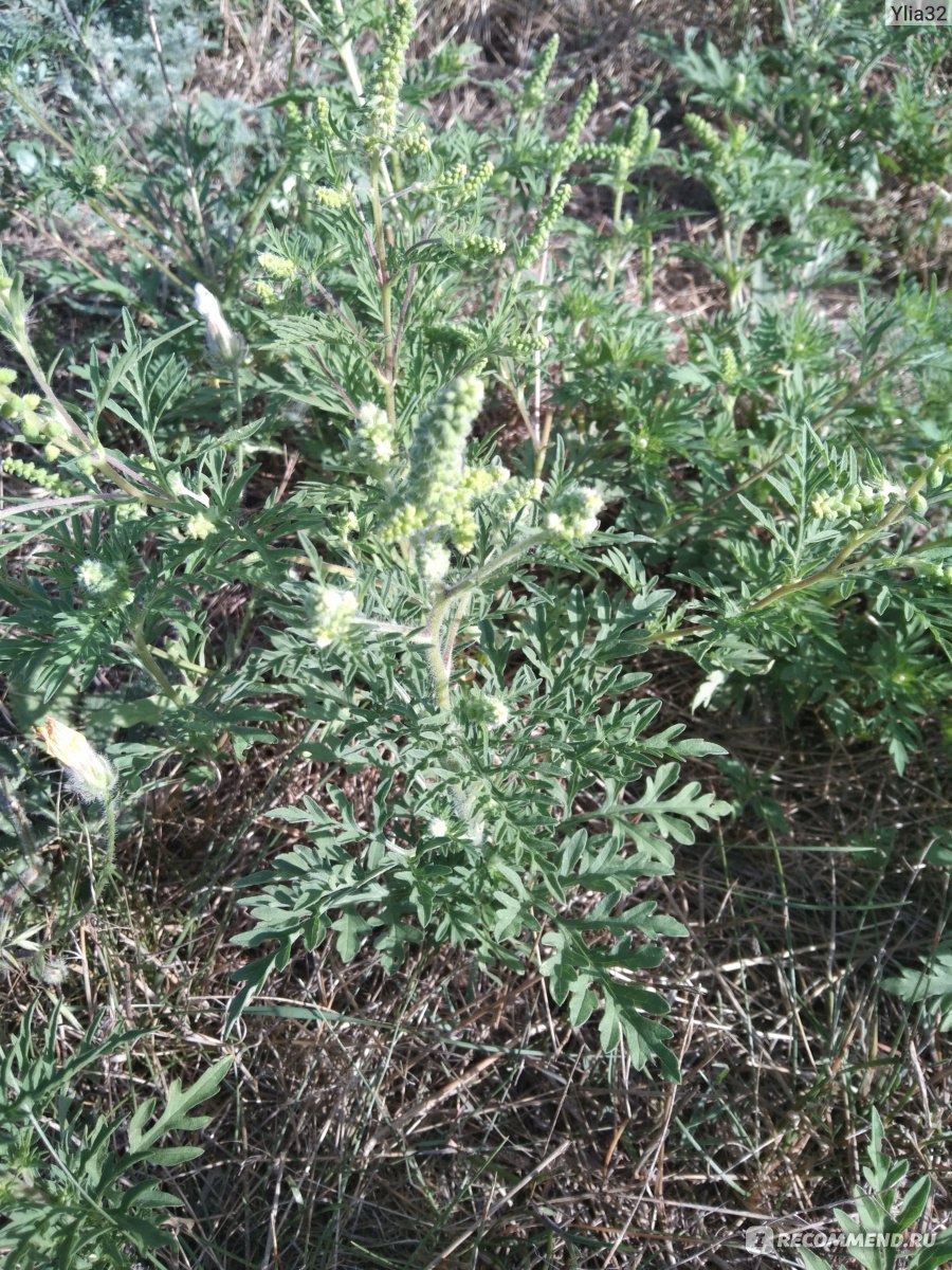 Амброзия хейдес