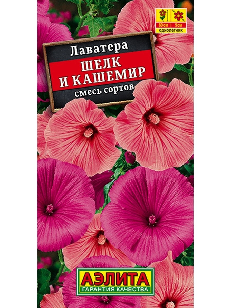 Мальва лаватера