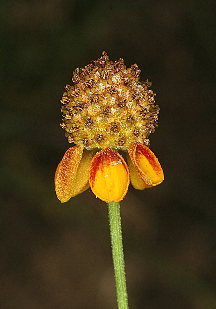 Ратибида цветок прерий