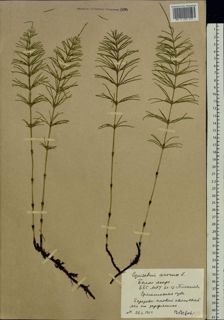 Хвощ многощетинковый