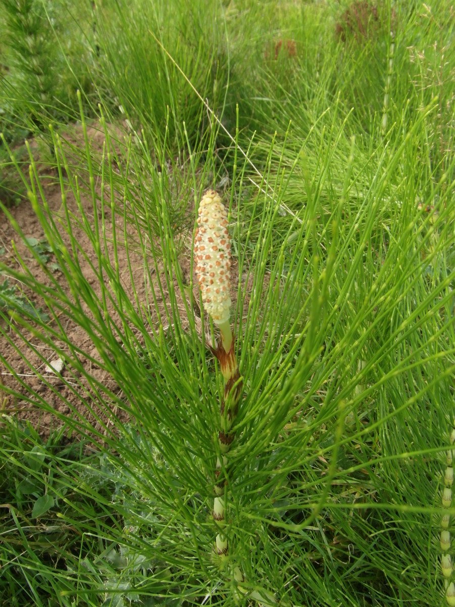 Хвощ камышовый