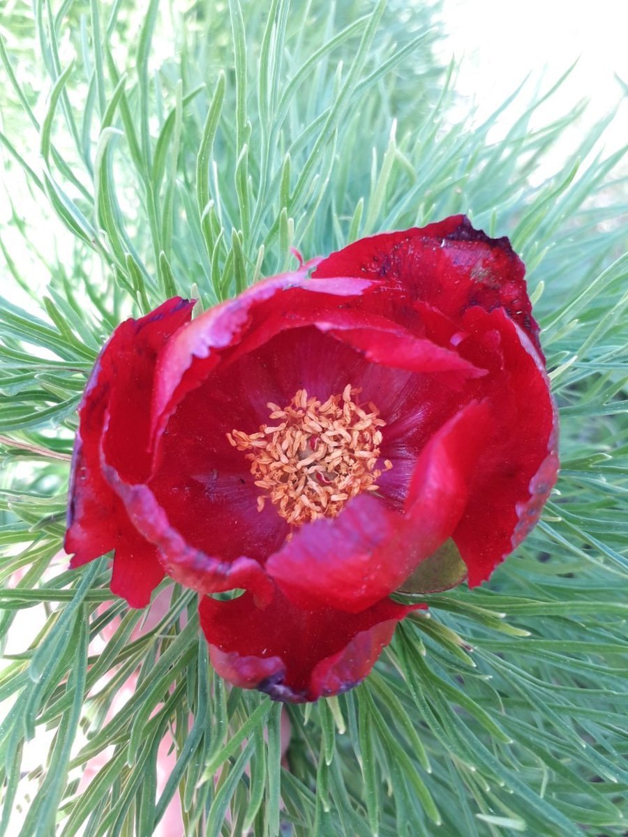 Поздравляю открытки Воронцы