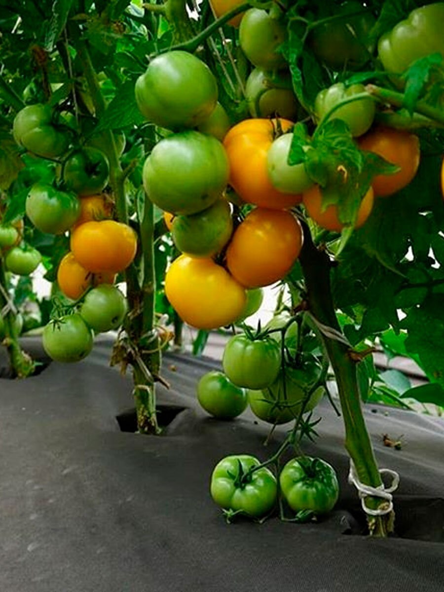 Томат Золотая клуша Сибирский сад