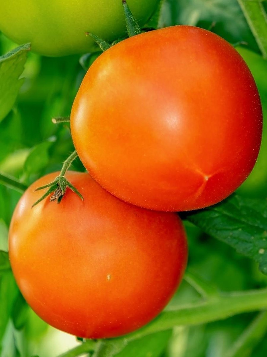 Сорт томатов клуша