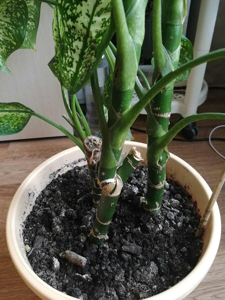 Диффенбахия грунт