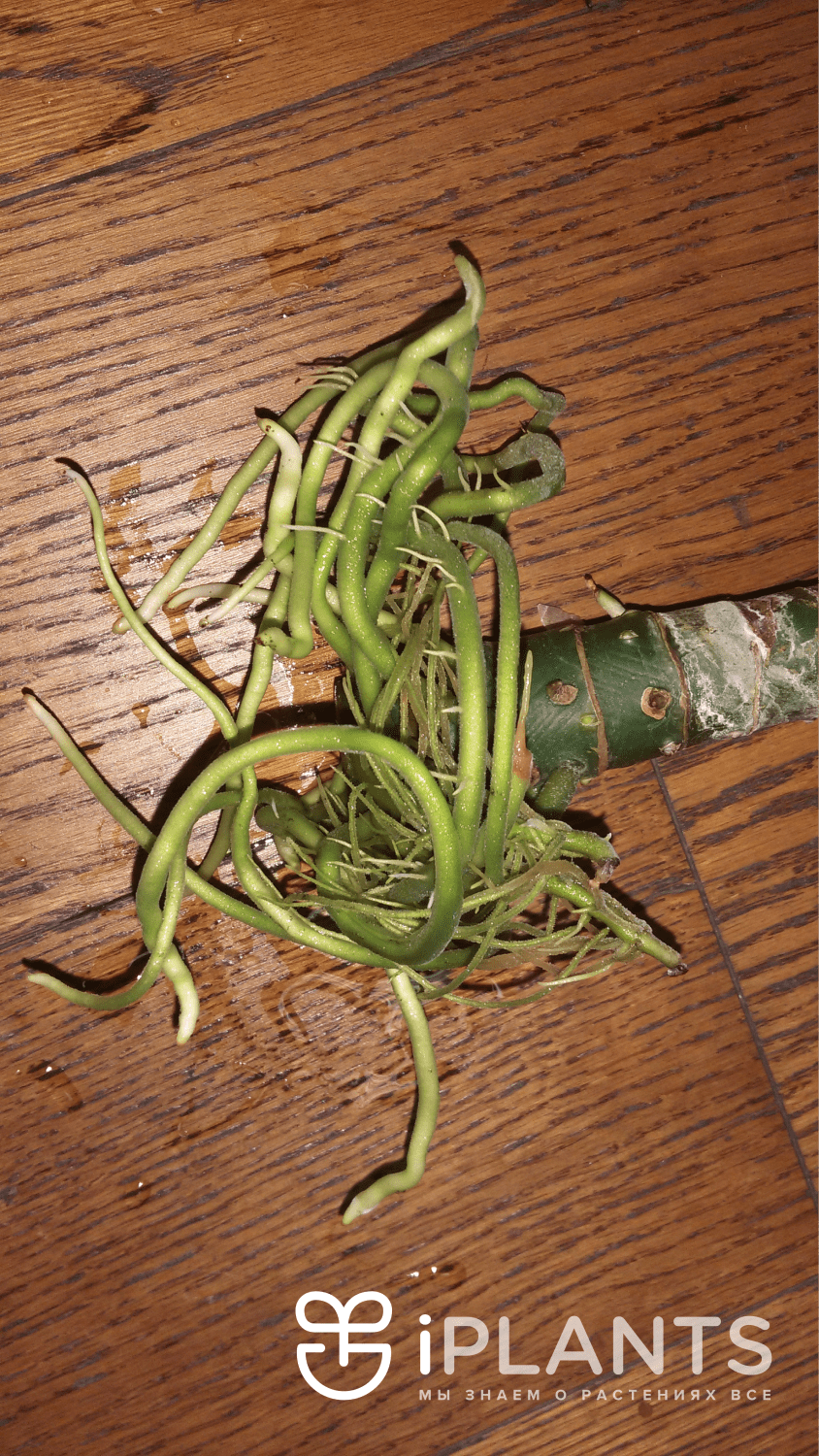 Диффенбахия земля для пересадки