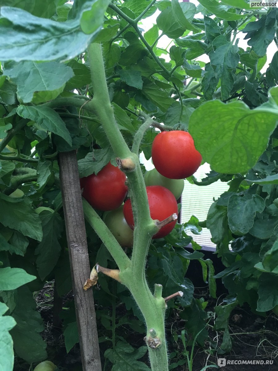 Семена томатов Агрофирмы партнер