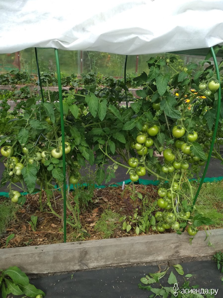 Майский черри томат