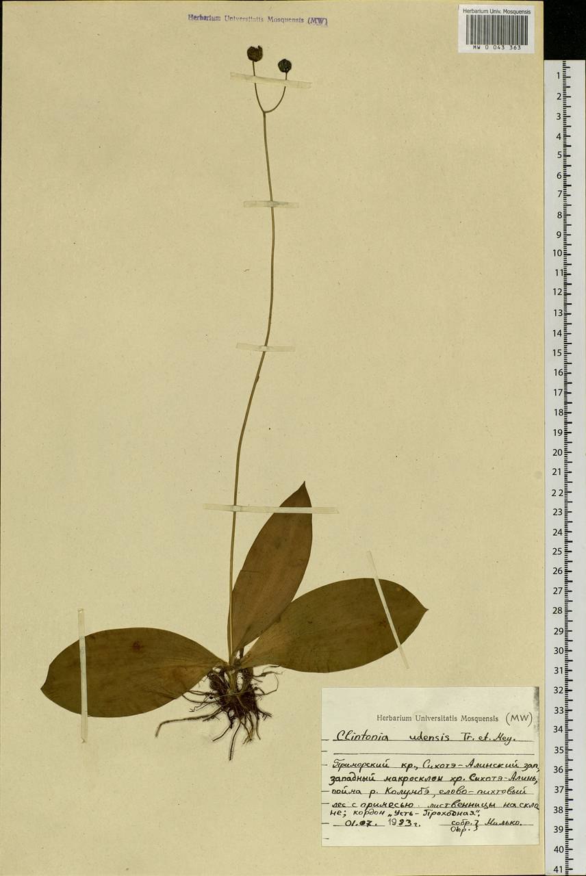 Клинтония Унифлора