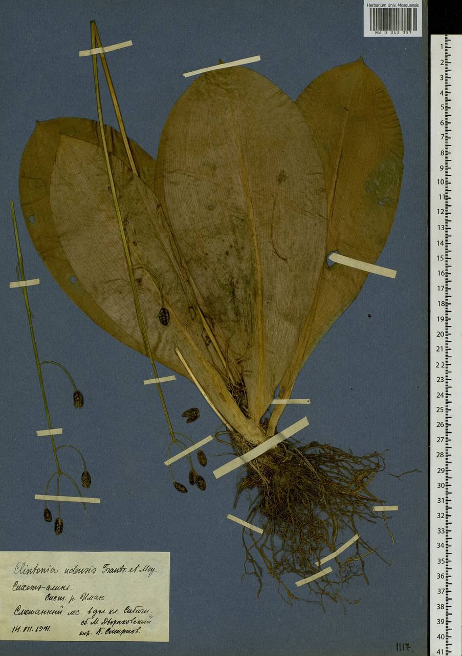 Клинтония северная