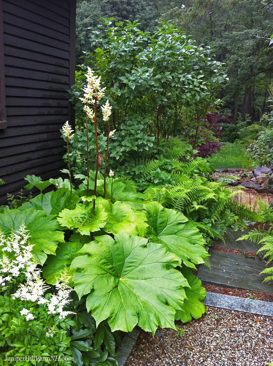 Гейхера гибридная Amethyst Myst