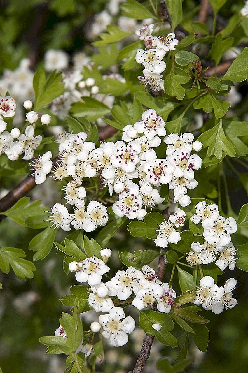 Crataegus monogyna