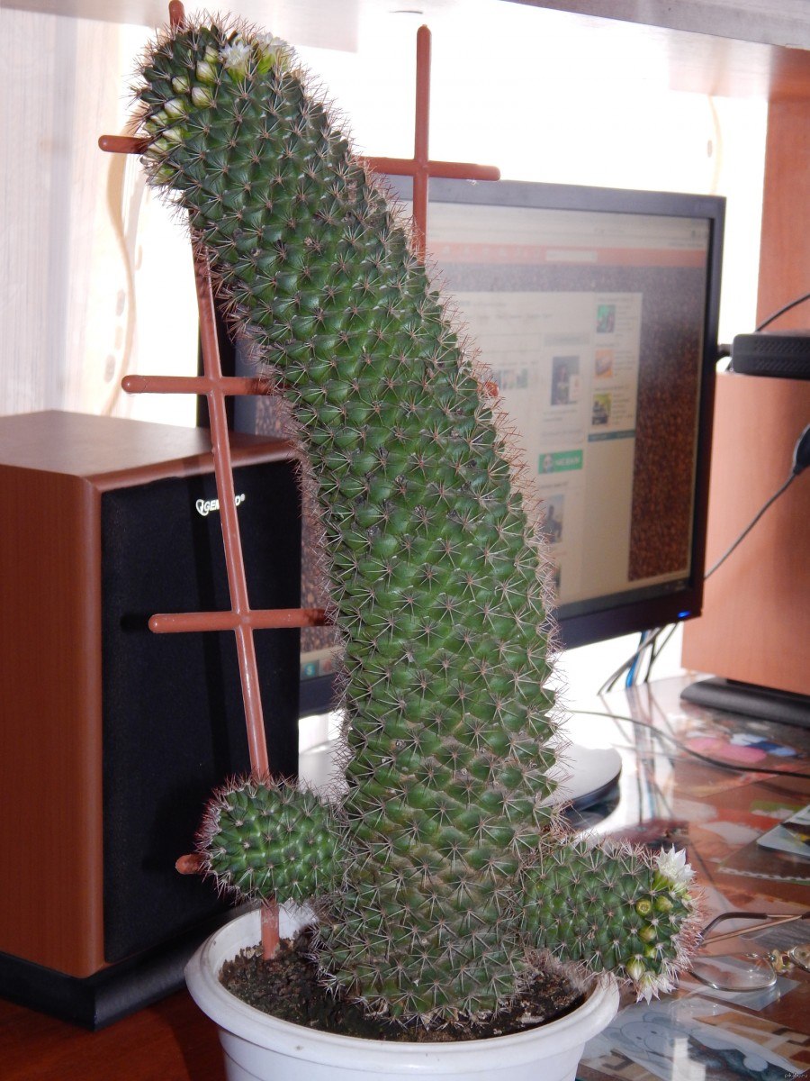 Кактус молочай