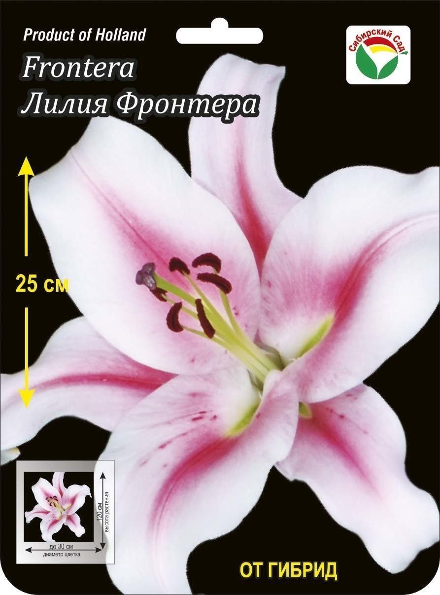 Лилия Донато (от-гибрид)