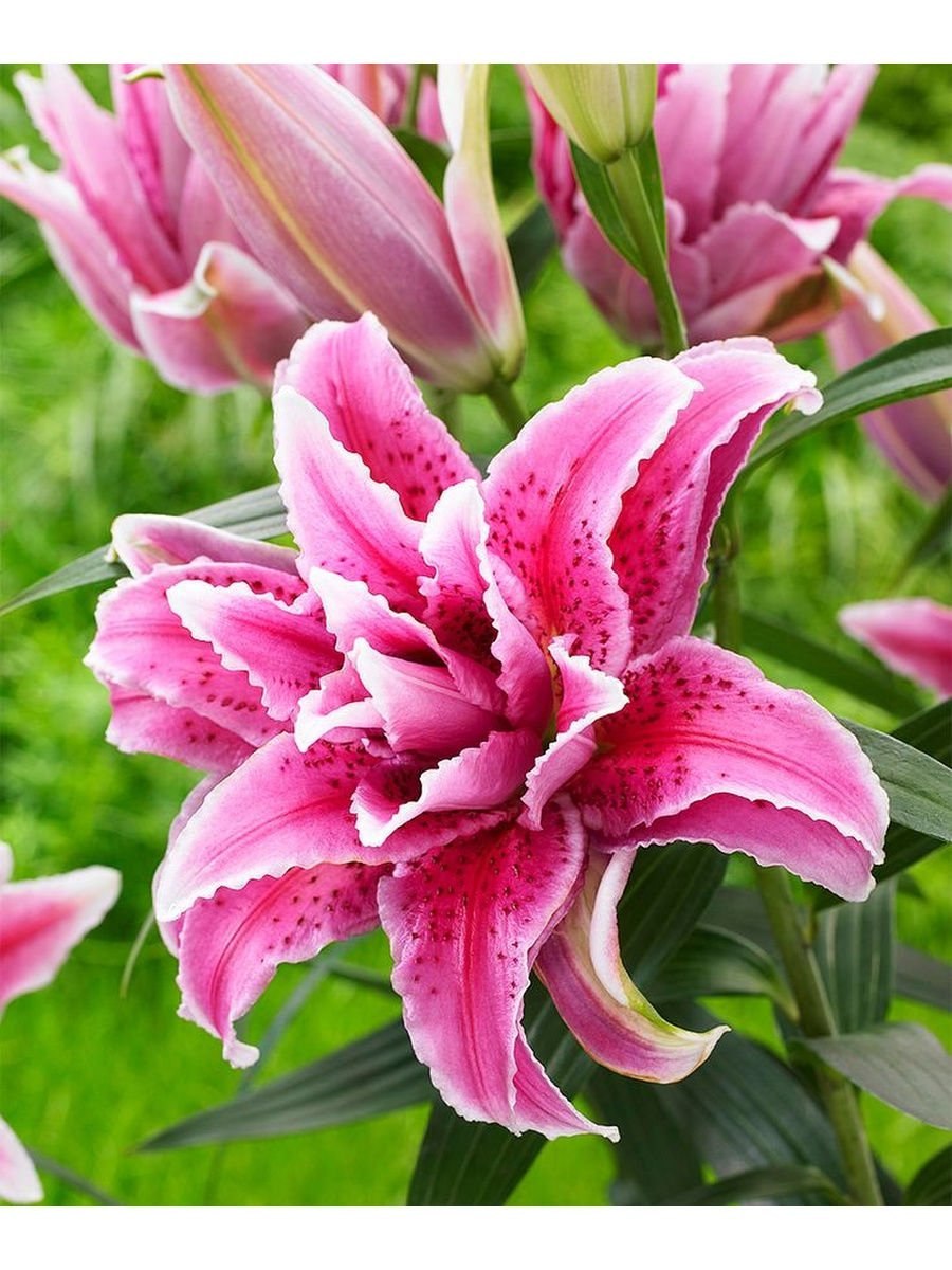 Лилия фронтера