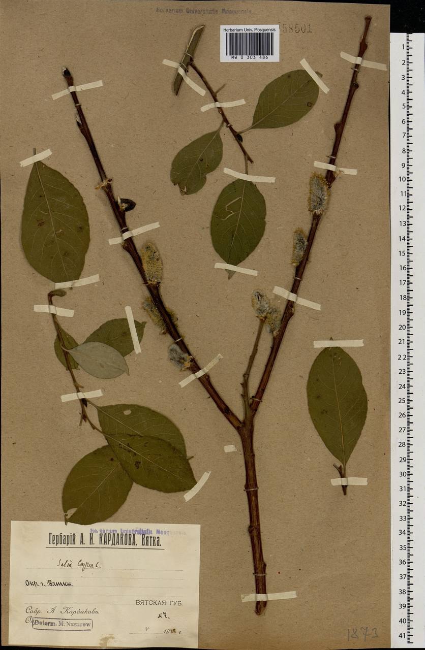 Забор из энергетической ивы