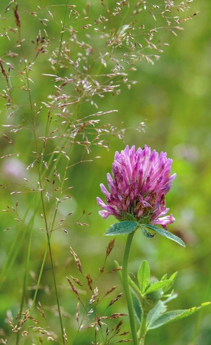 Съедобные дикорастущие травы