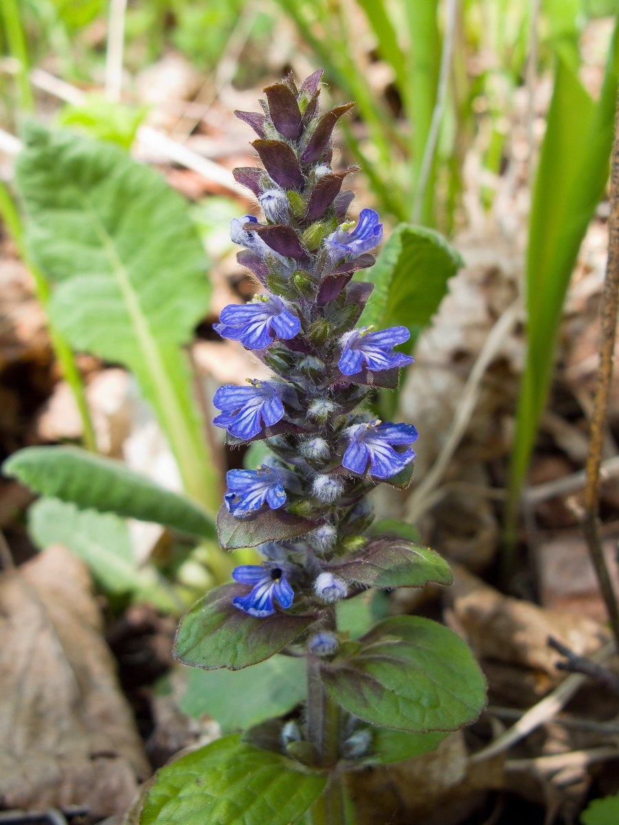 Дикорастущие растения пищевые