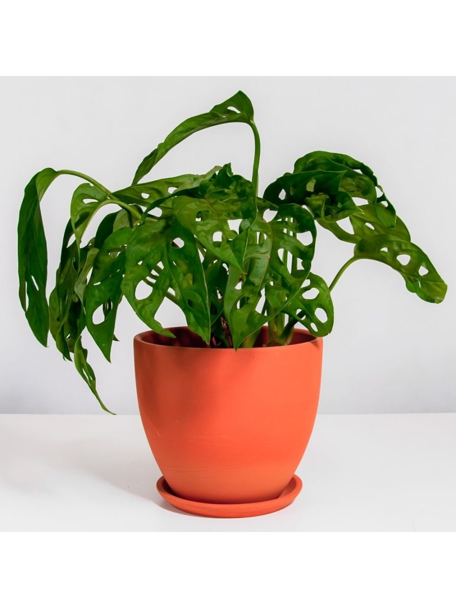 Пересадка монстеры