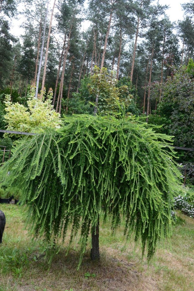 Cedrus libani glauca pendula