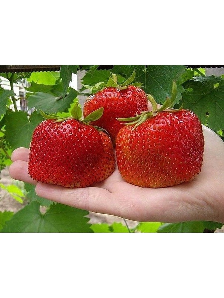Томат Бычье сердце вкусный