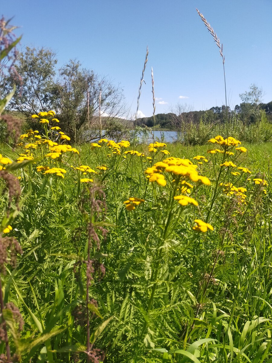 Пижма обыкновенная