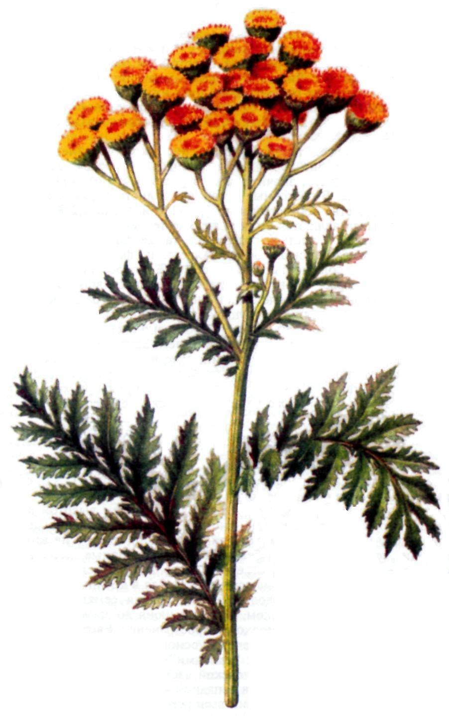Пижма обыкновенная (Tanacetum vulgare l.)