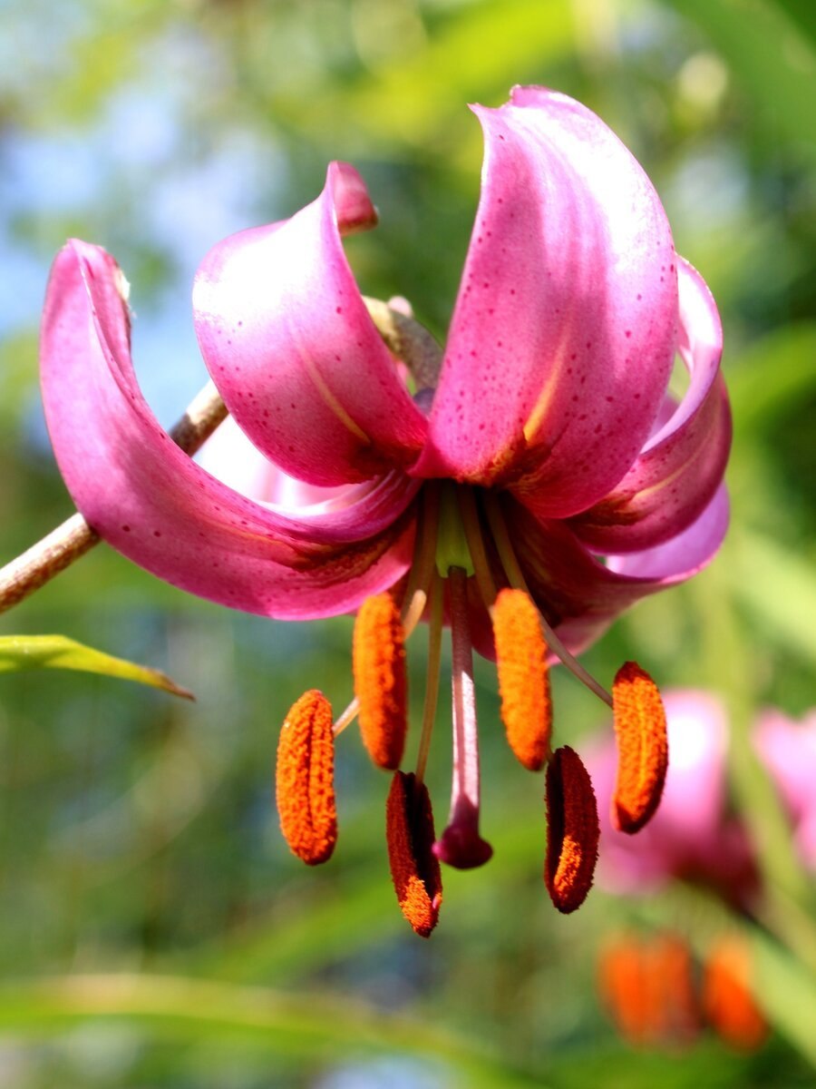 Лилия кудреватая (Lilium martagon)
