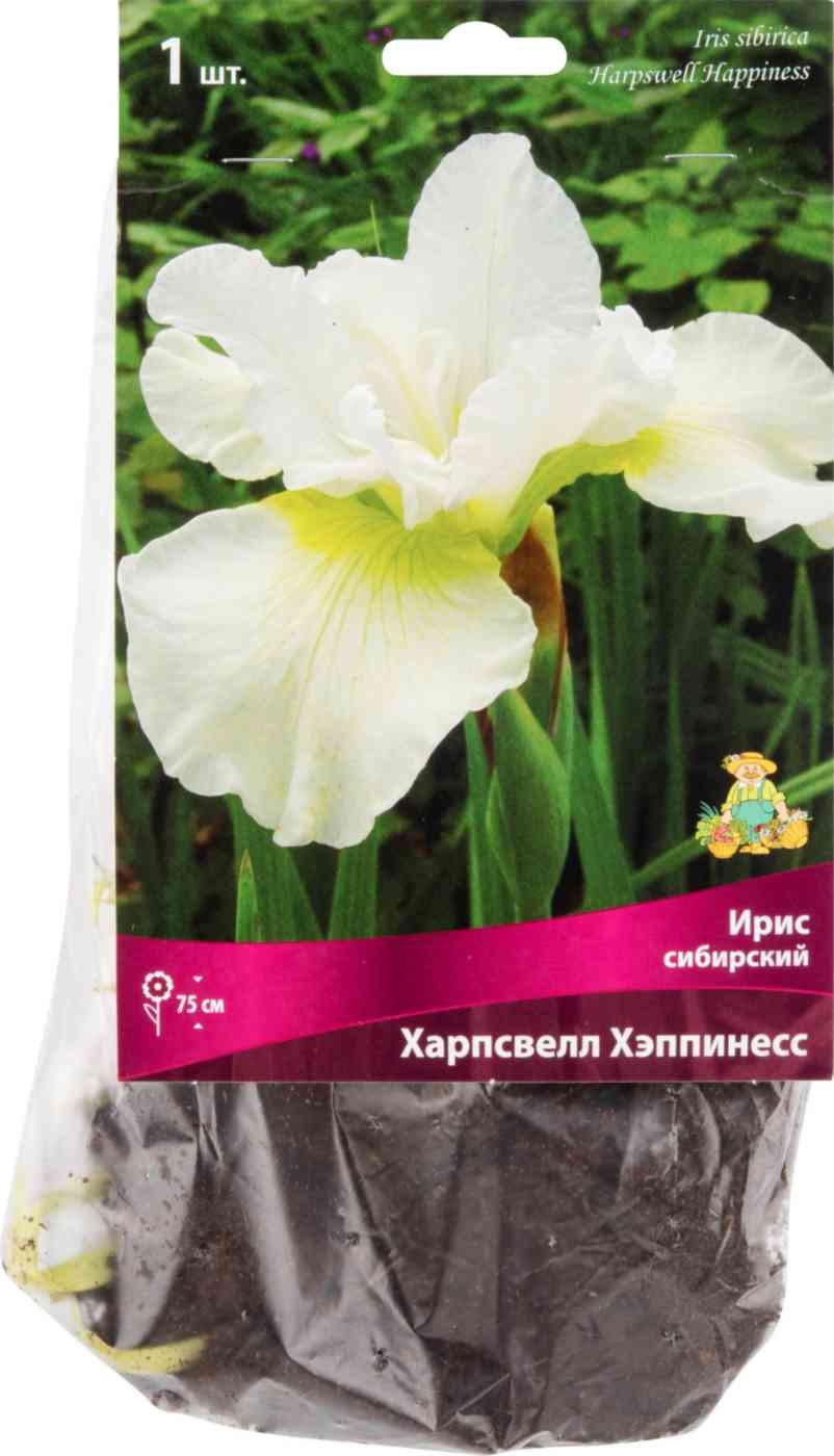 Гиппеаструм Сонатини Аляска