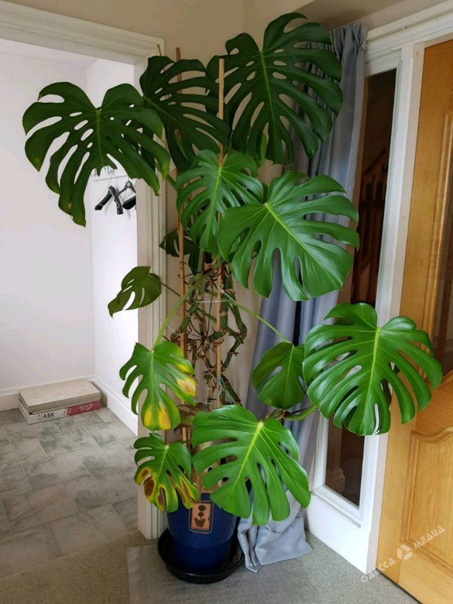 Монстера радифорда