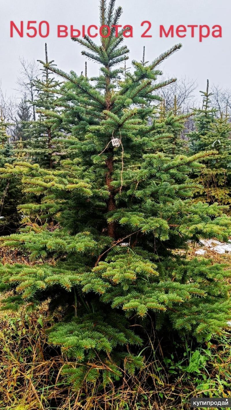 Хвойные деревья и кустарники