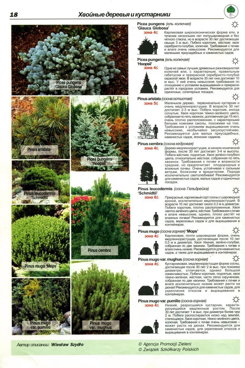 Хвойные деревья задания