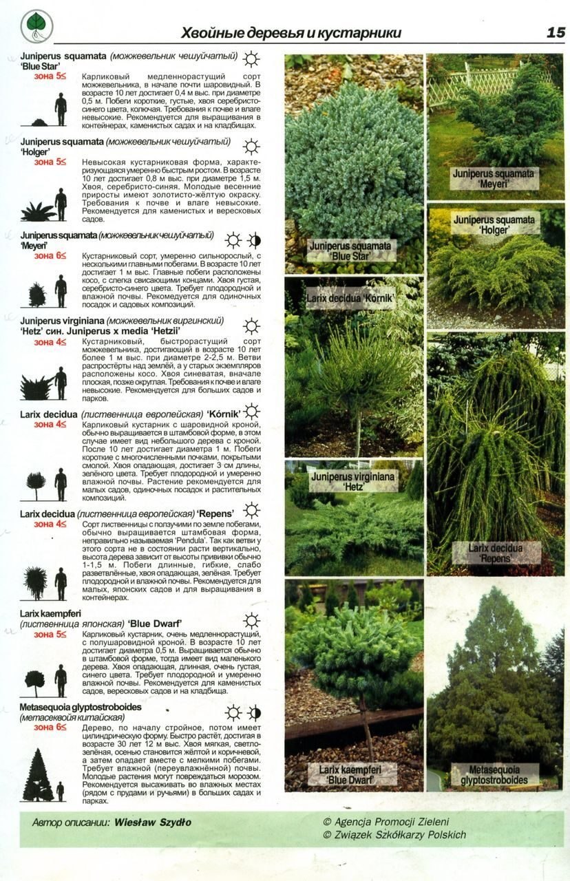 Классификация растений хвойные