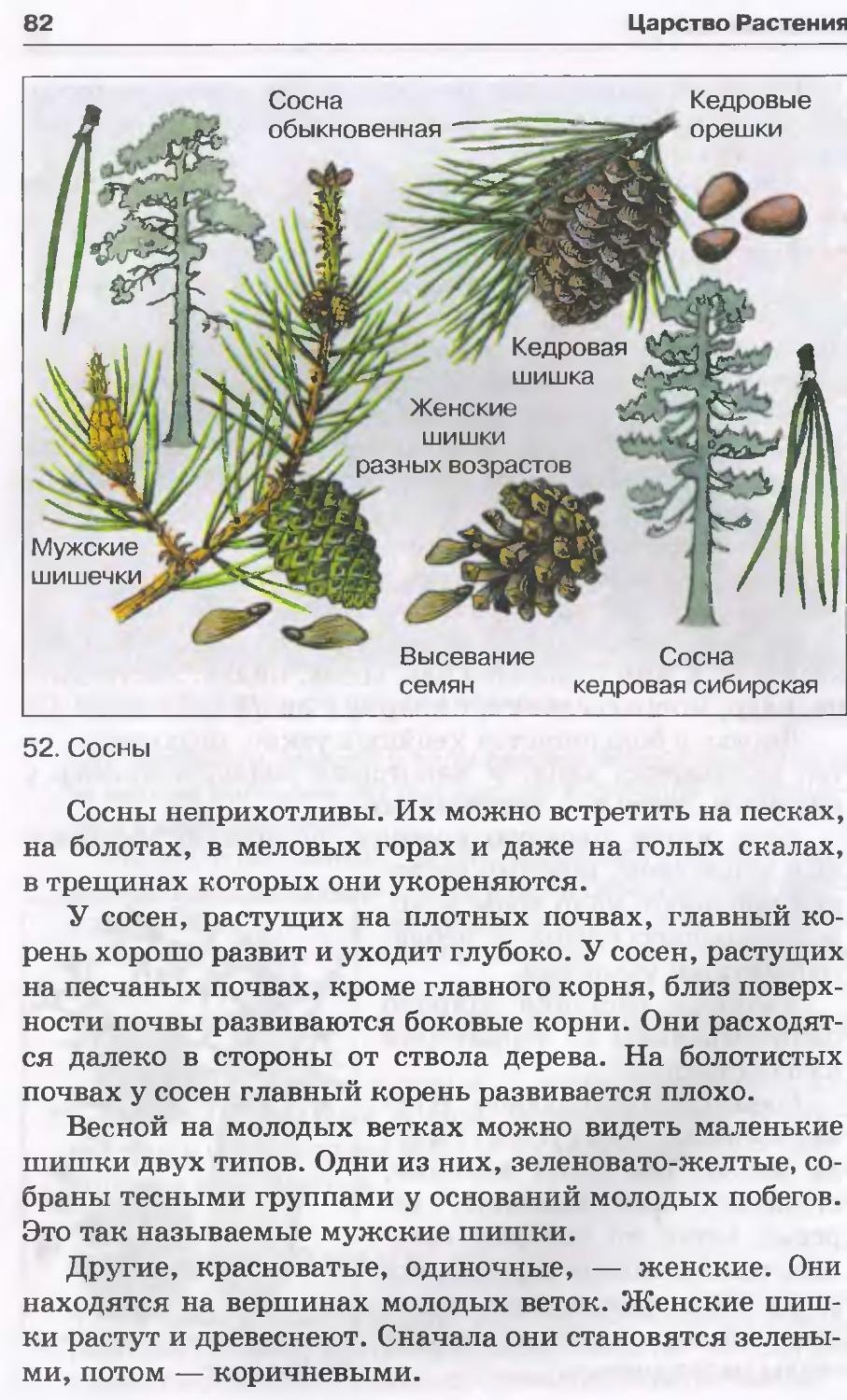 Шишки голосеменных