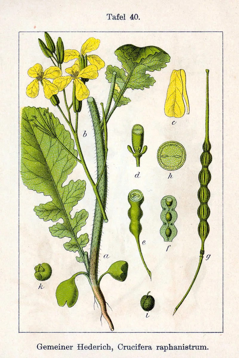 Brassicaceae плод
