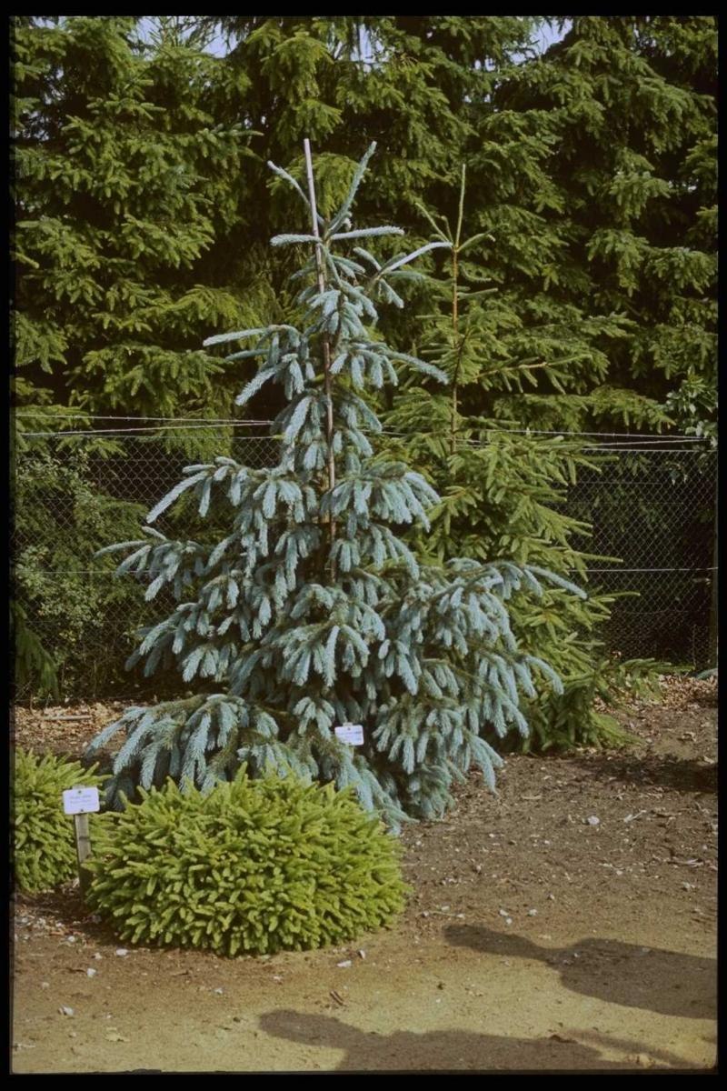 Ель Энгельмана Picea engelmannii glauca
