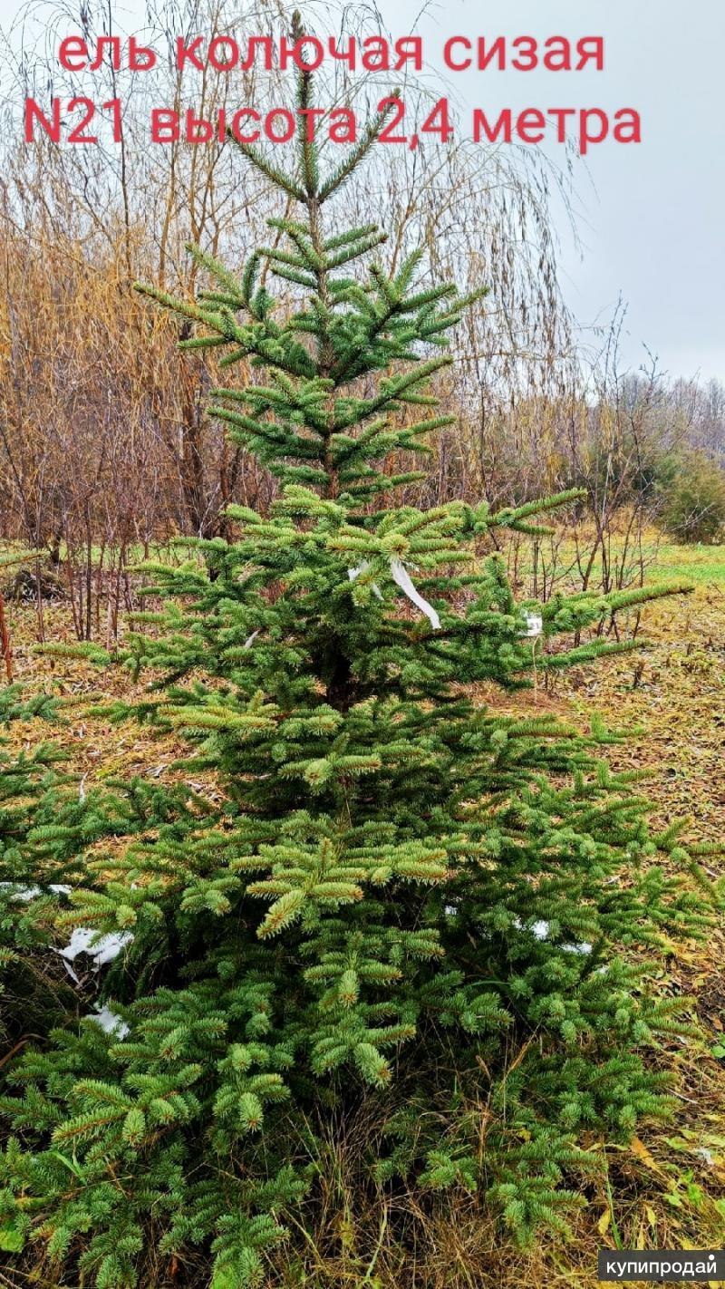 Ель Picea engelmannii pendula
