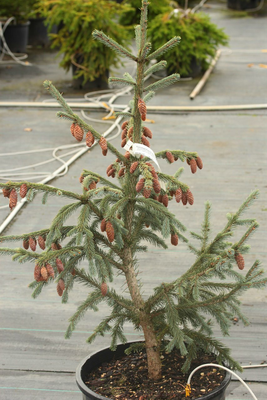 Picea omorika Marosz