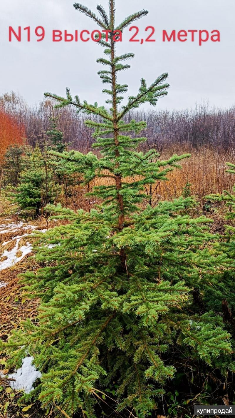 Picea engelmannii Nefertiti
