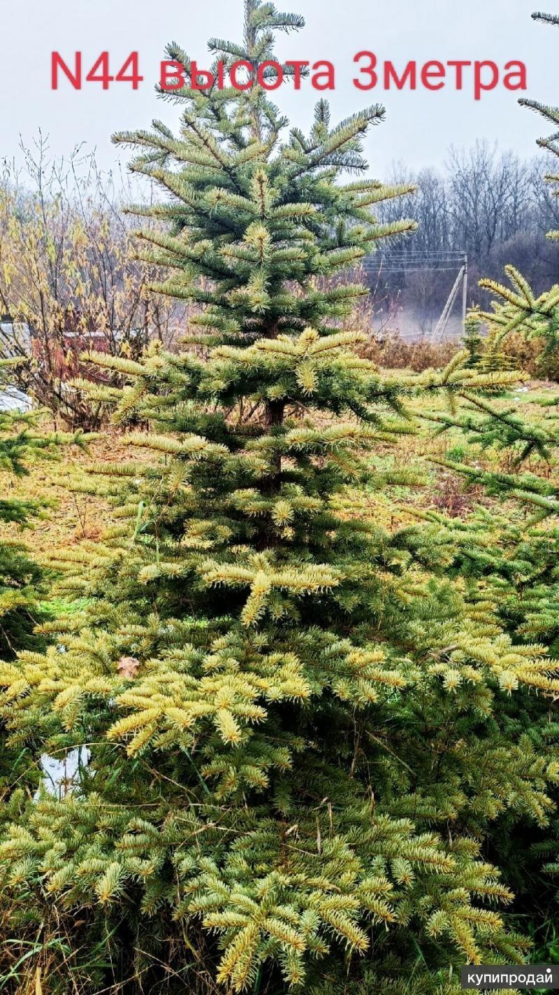 Ель Энгельмана Пендула