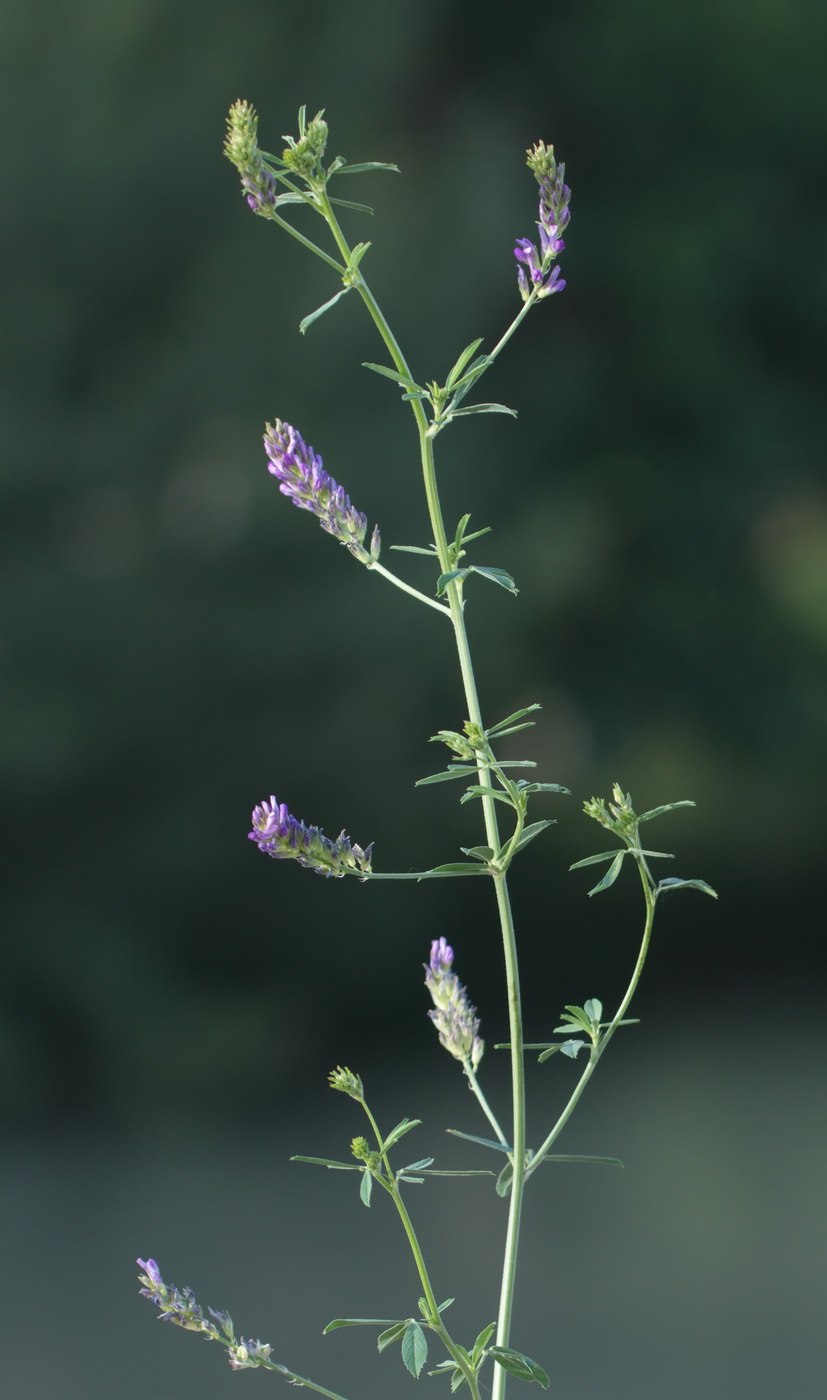 Тюльпан промежуточный