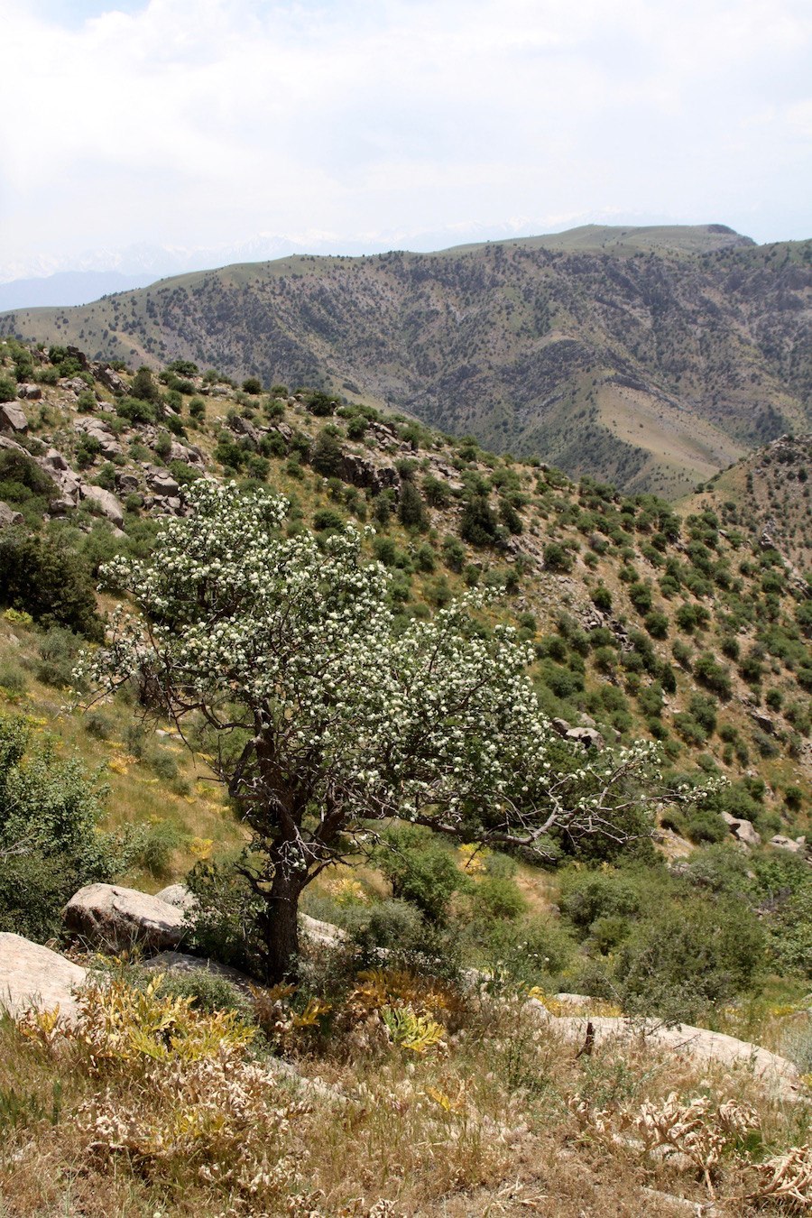 Растения узбекистана если