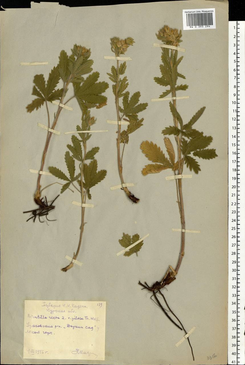 Размножение миндаля черенками весной