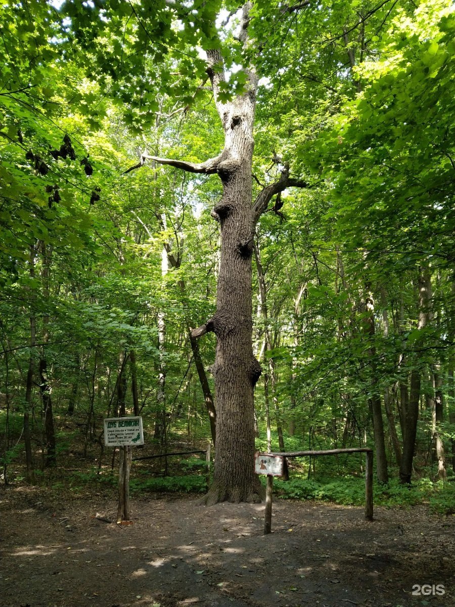 Петровский дуб в Брянске