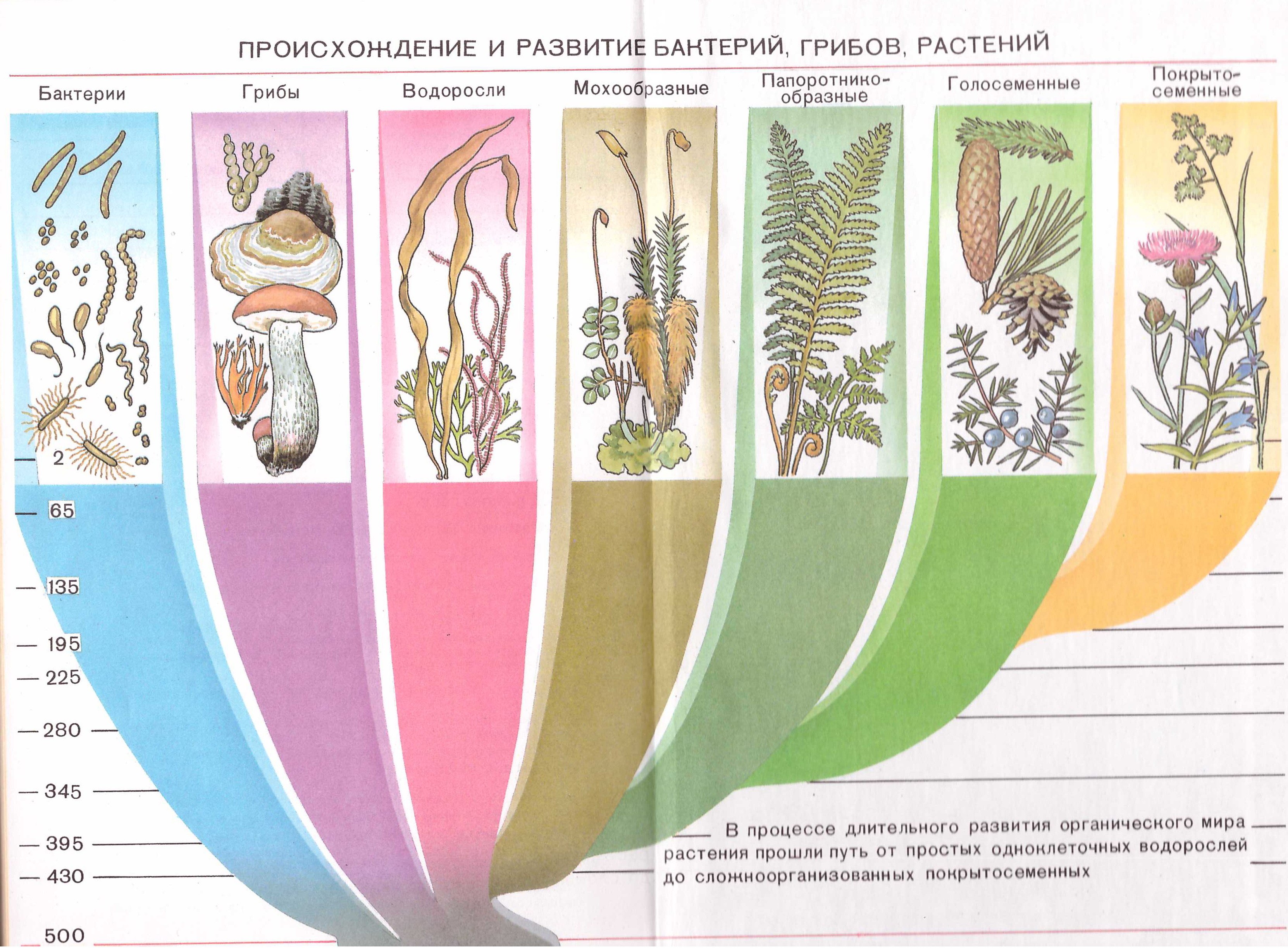 Появления основных групп растений на земле. Происхождение и развитие бактерий грибов животных и растений. Схема эволюции животных и растений. Эволюция растений и животных.