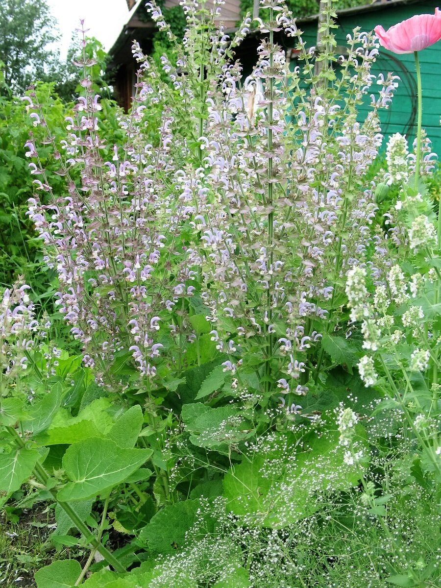 Шалфей полукустарник